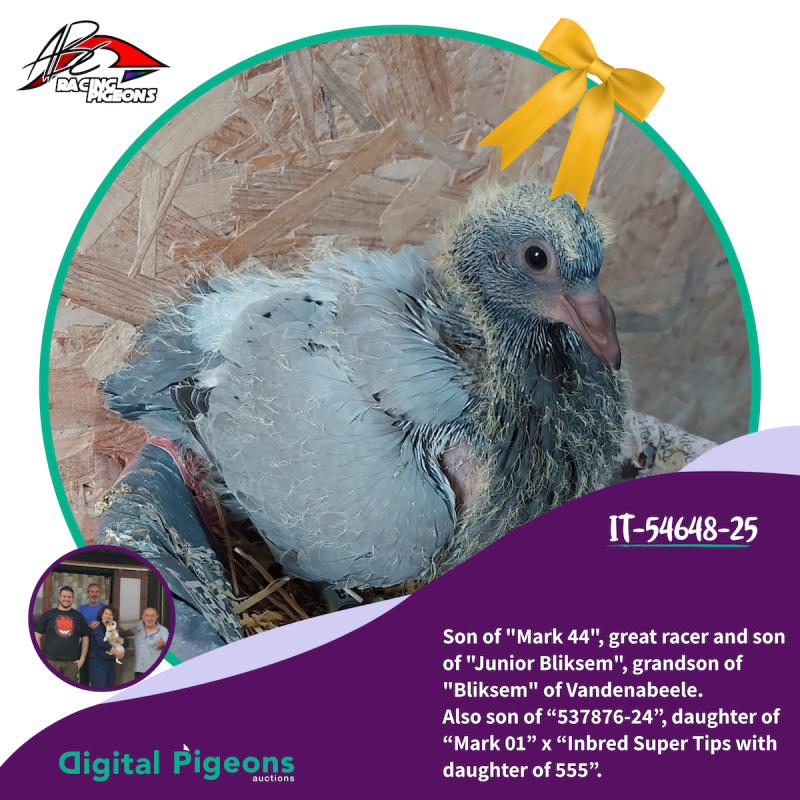 IT-54648-25