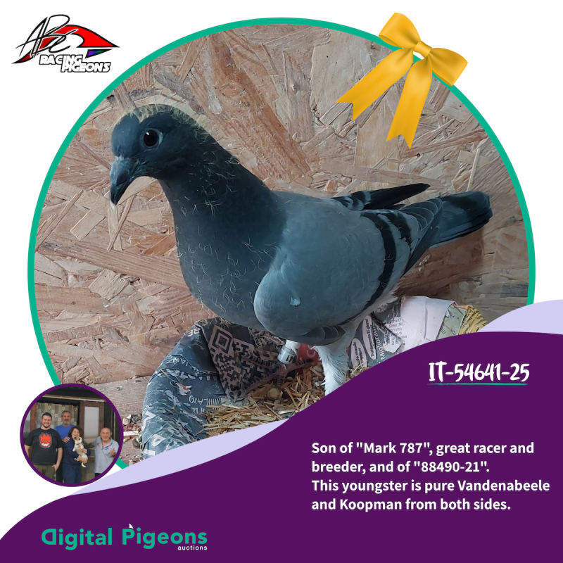 IT-54641-25